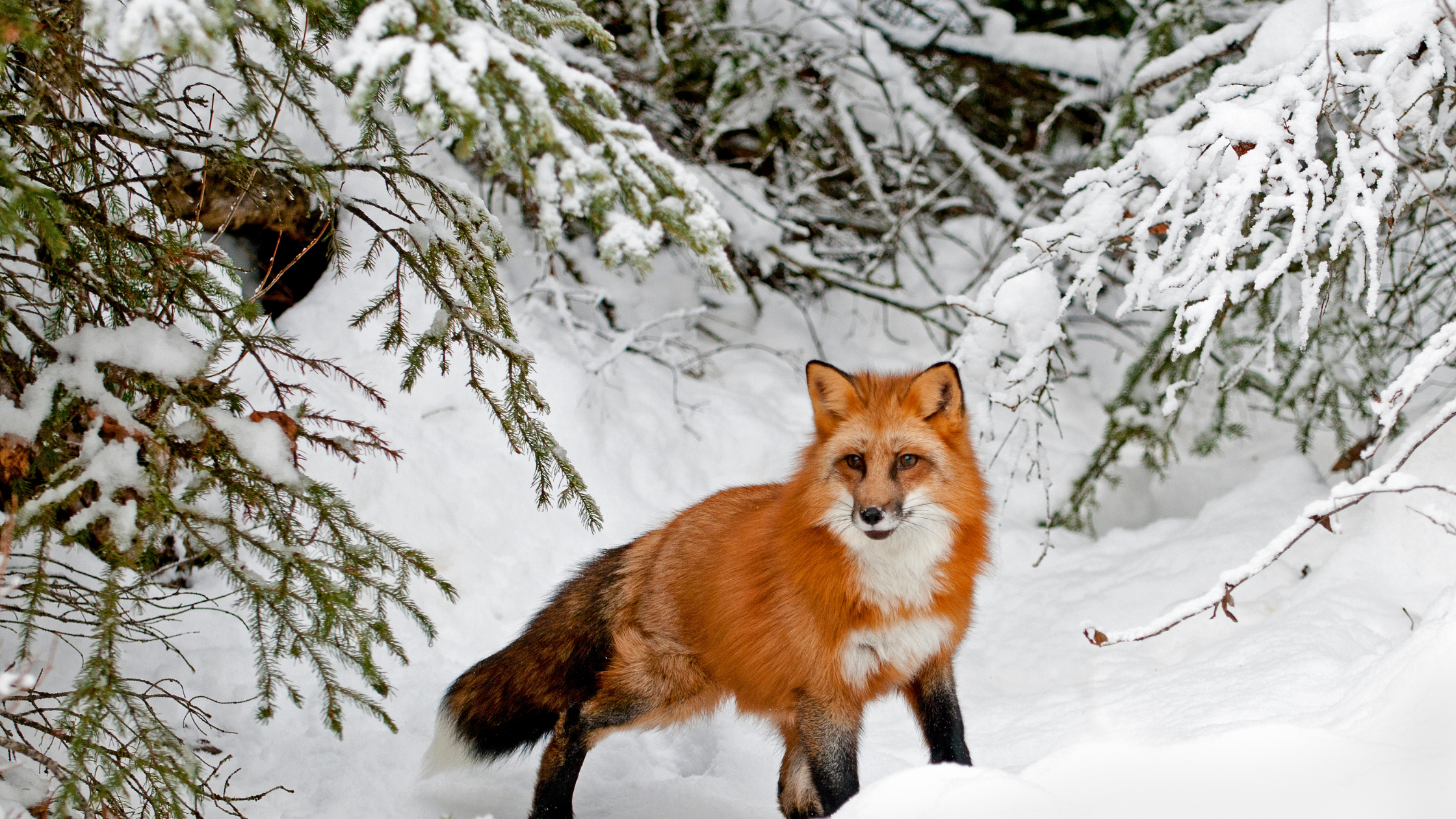 Red River Wildlife in January