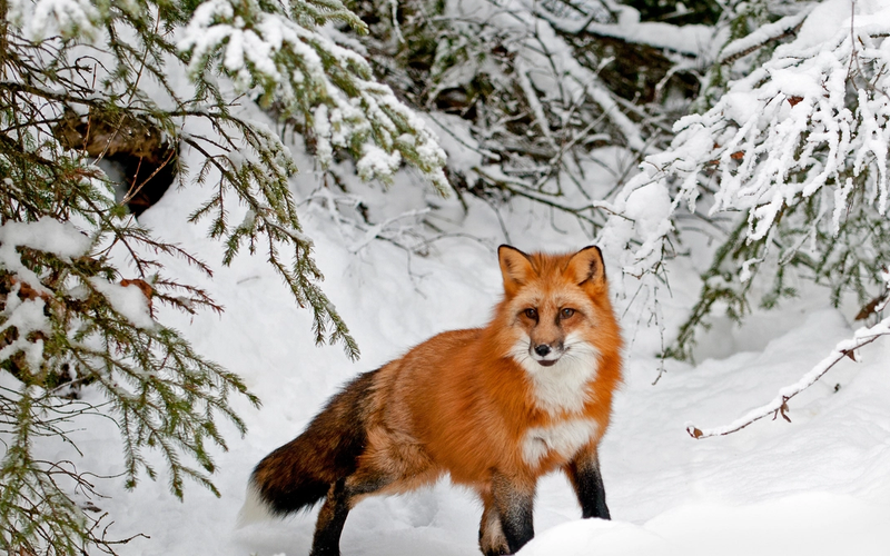 Red River Wildlife in January