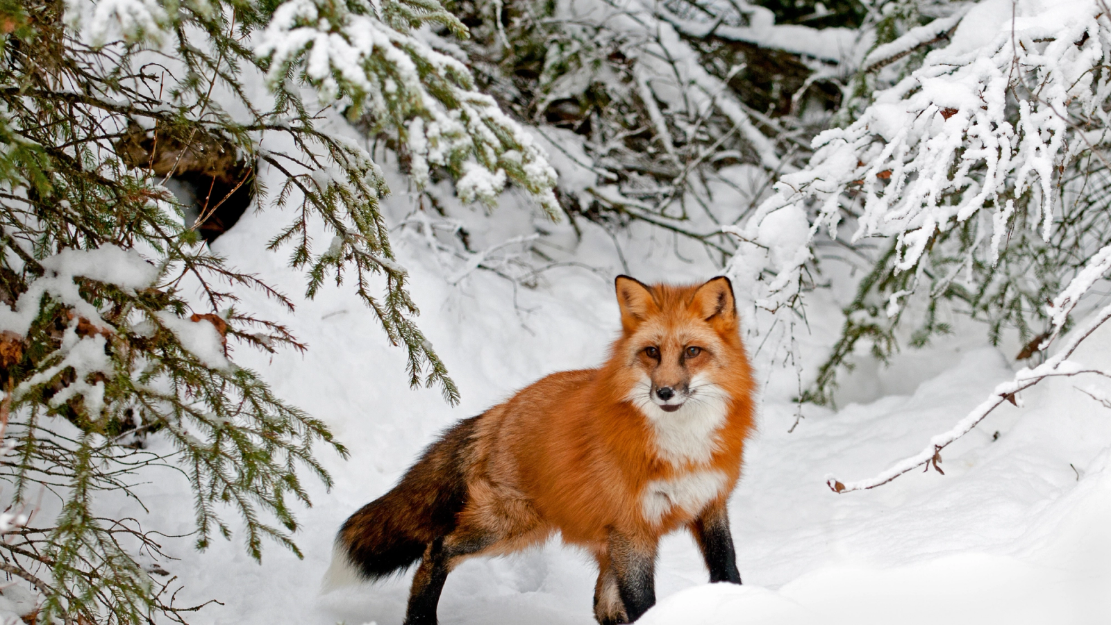 Red River Wildlife in January