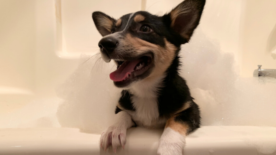 Why Pet Parents are Choosing a Red River Vacation