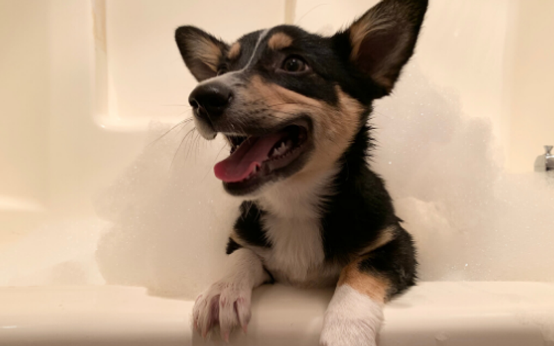 Why Pet Parents are Choosing a Red River Vacation