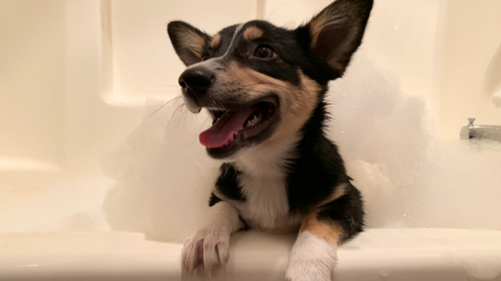 Why Pet Parents are Choosing a Red River Vacation