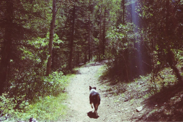 Top 5 Pet-Friendly Adventures in Red River, NM; Exploring with Your Furry Companion