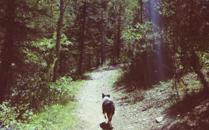 Top 5 Pet-Friendly Adventures in Red River, NM; Exploring with Your Furry Companion