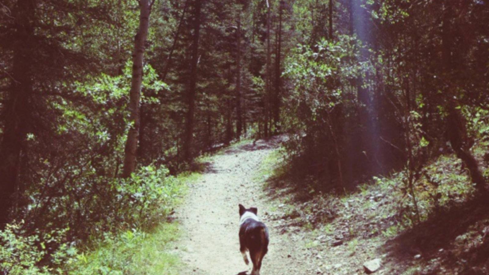 Top 5 Pet-Friendly Adventures in Red River, NM; Exploring with Your Furry Companion