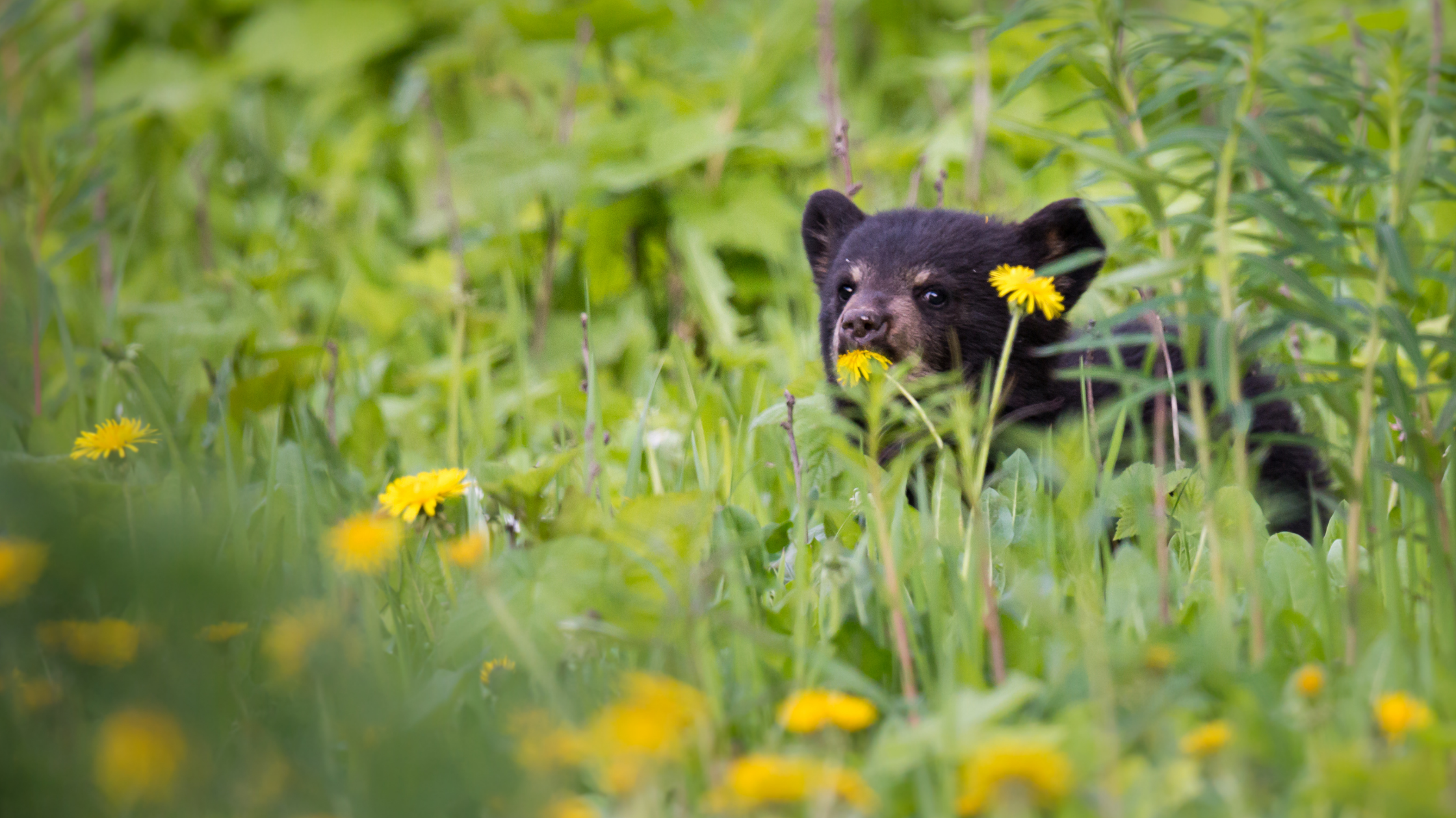 Animal Encounters in Red River