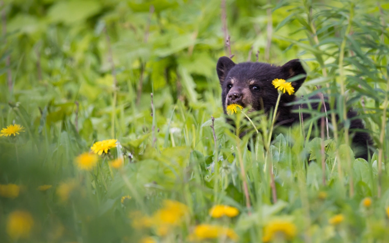 Animal Encounters in Red River
