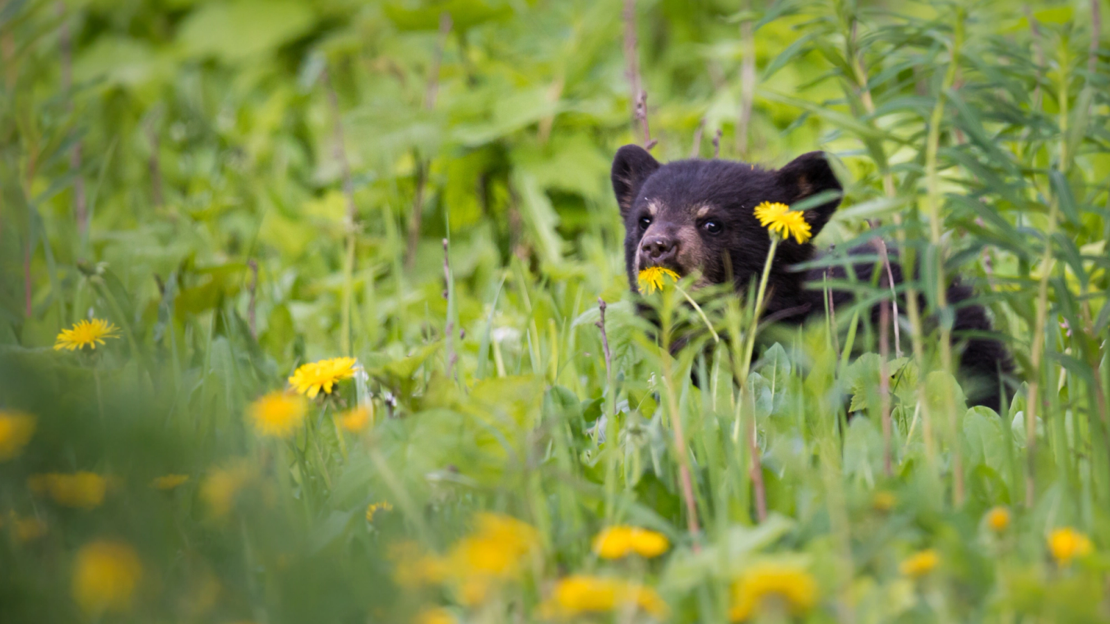 Animal Encounters in Red River
