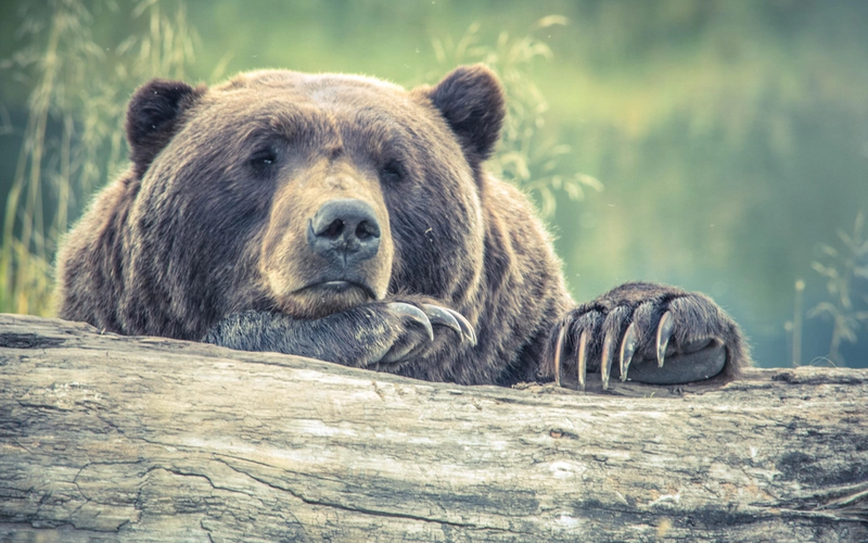 What To Do When You Encounter a Bear