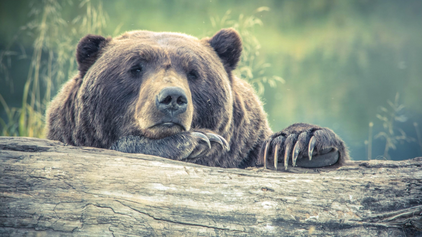 What To Do When You Encounter a Bear