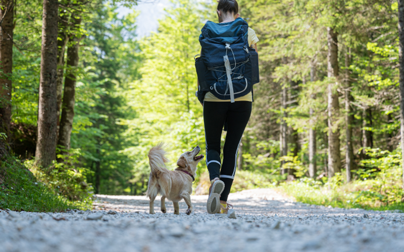 Your Pet's Ideal Red River Vacation