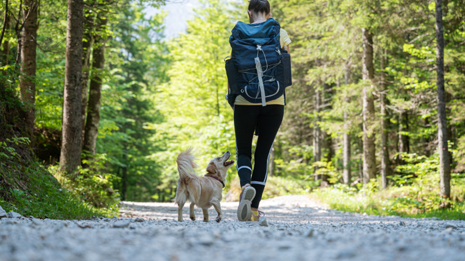 Your Pet's Ideal Red River Vacation
