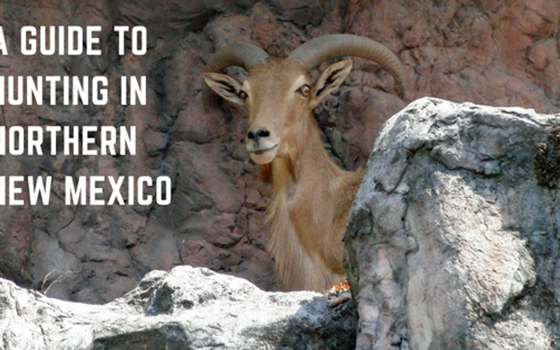 A Guide to Hunting in Northern New Mexico
