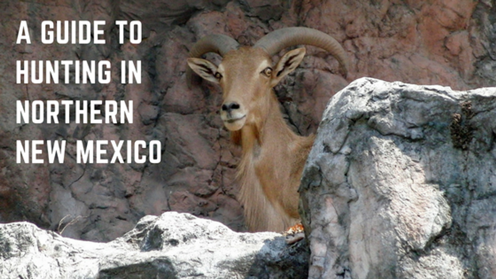A Guide to Hunting in Northern New Mexico