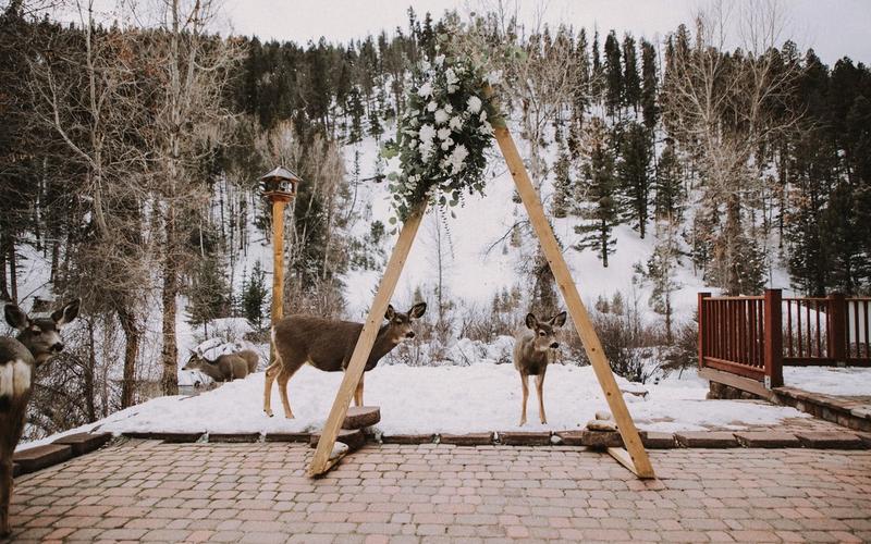 Wildlife Watching in Red River: Animals You Might Encounter