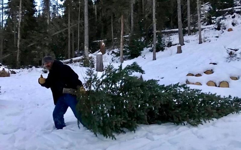 Picking the Perfect Christmas Tree