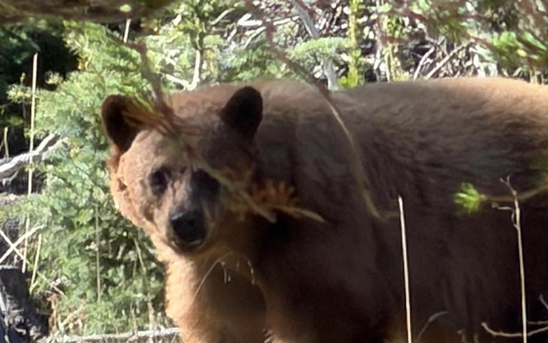 Black Bears in Red River, NM: Where to Spot Wildlife and How to Stay Bear Aware