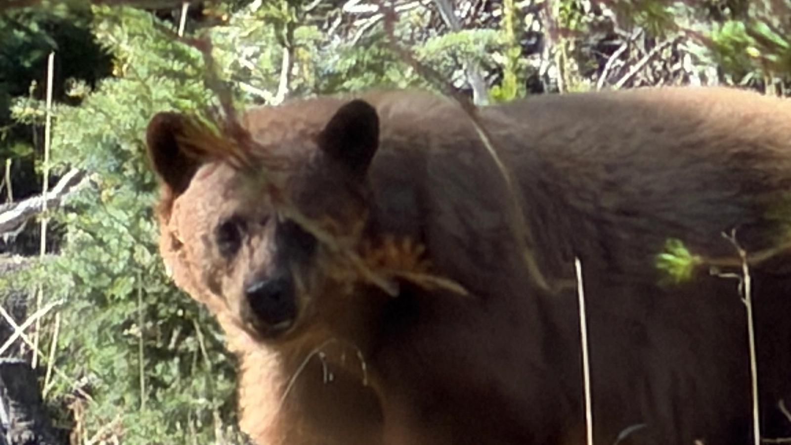 Black Bears in Red River, NM: Where to Spot Wildlife and How to Stay Bear Aware