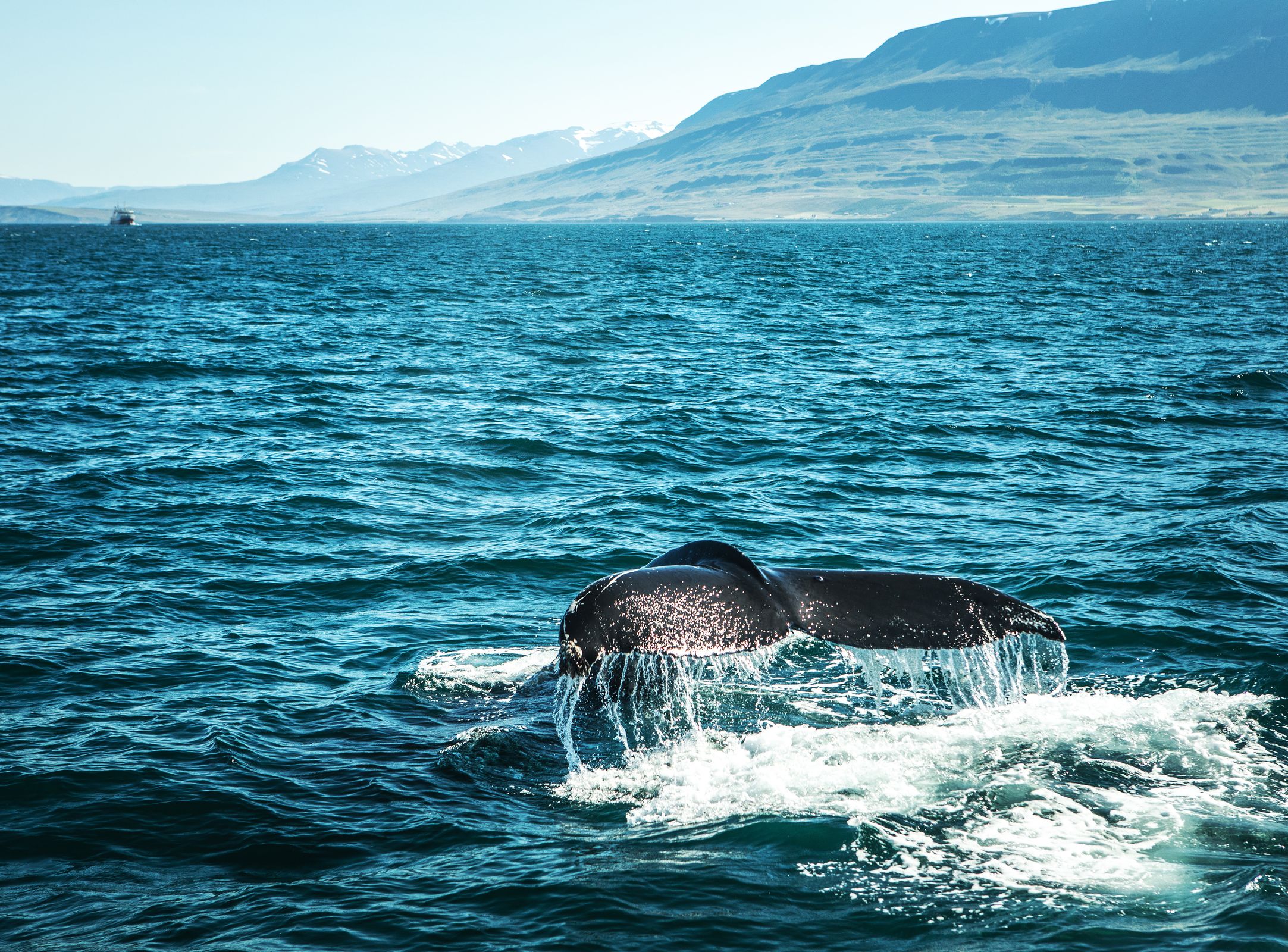 a humpback whale is swimming in the ocean with mountains in the background .