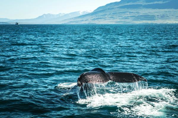 a humpback whale is swimming in the ocean with mountains in the background .