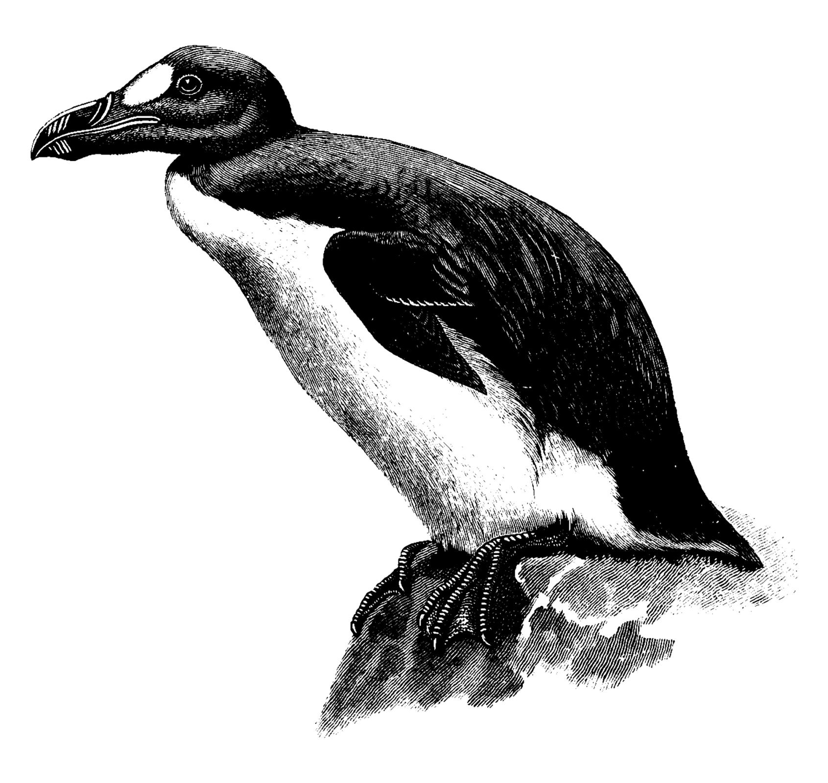 a black and white drawing of a bird sitting on a rock .