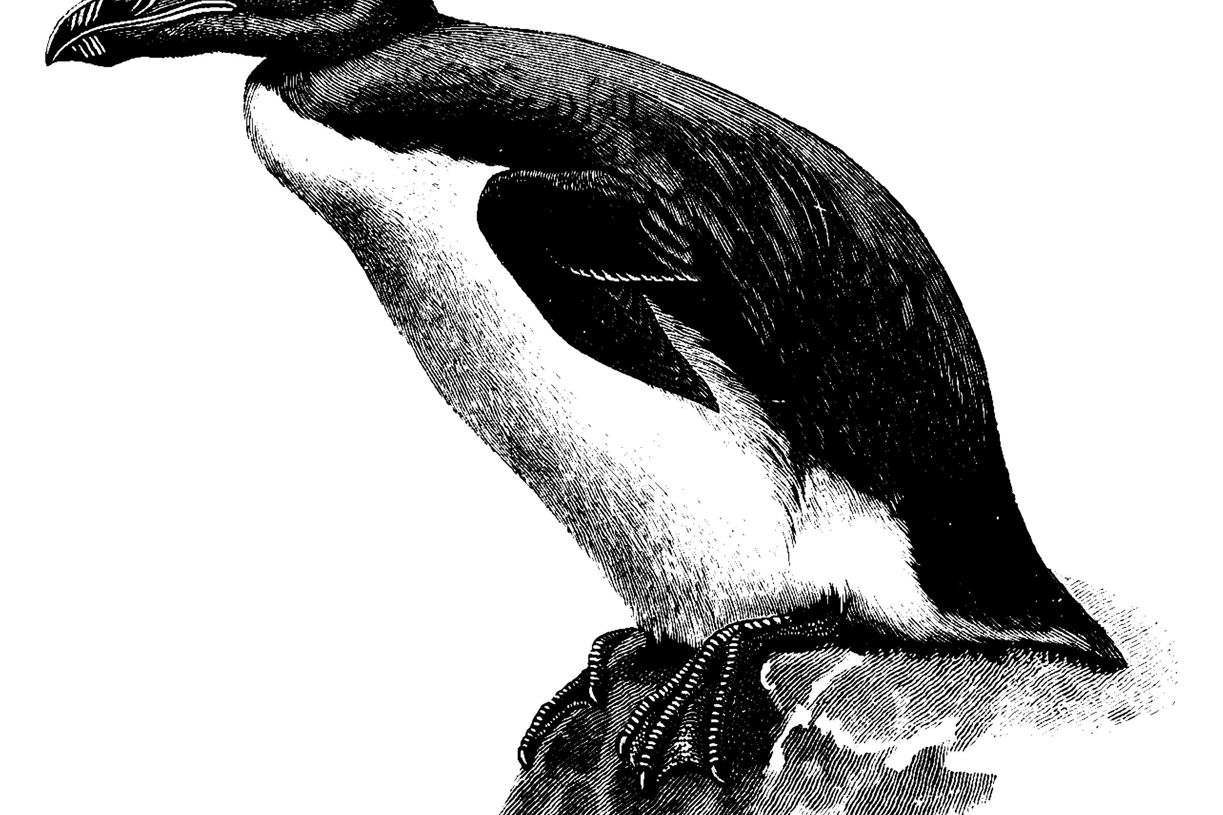 a black and white drawing of a bird sitting on a rock .