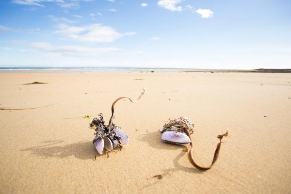 a couple of shells laying on top of a sandy beach .