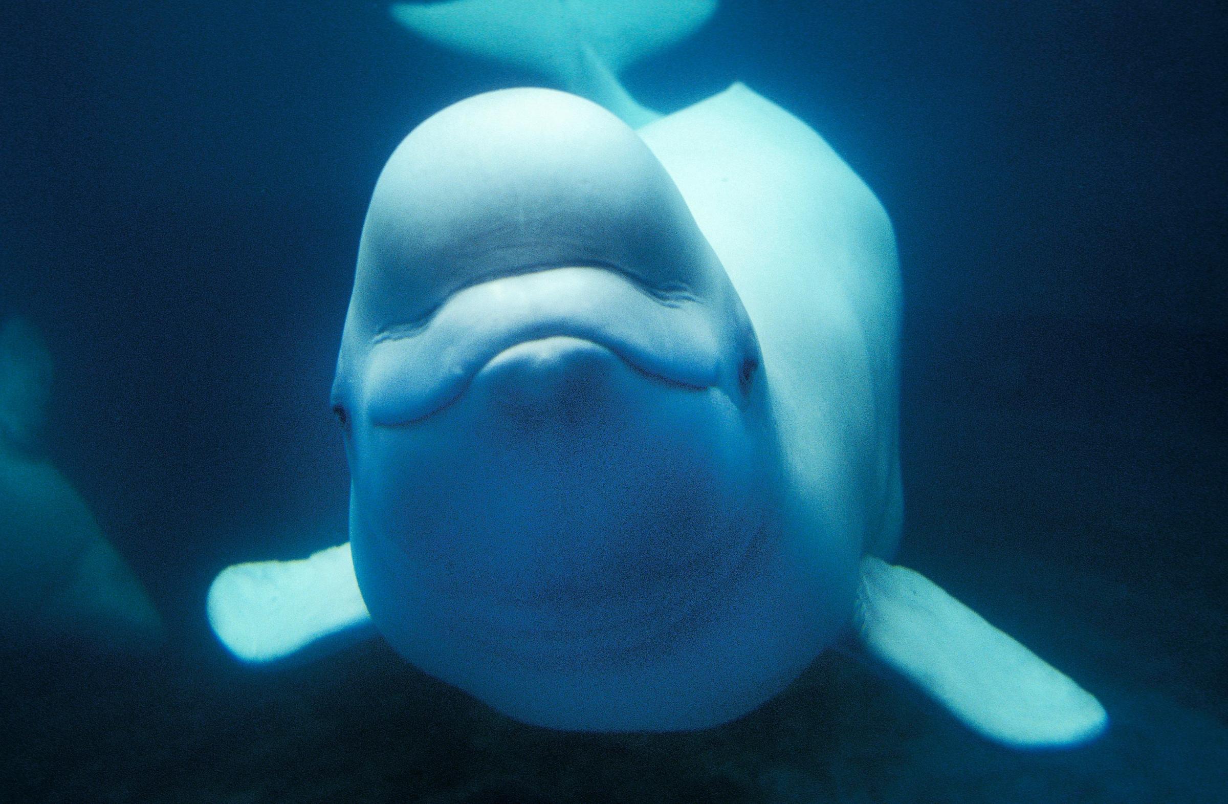 A white beluga whale looks directly at the camera underwater.