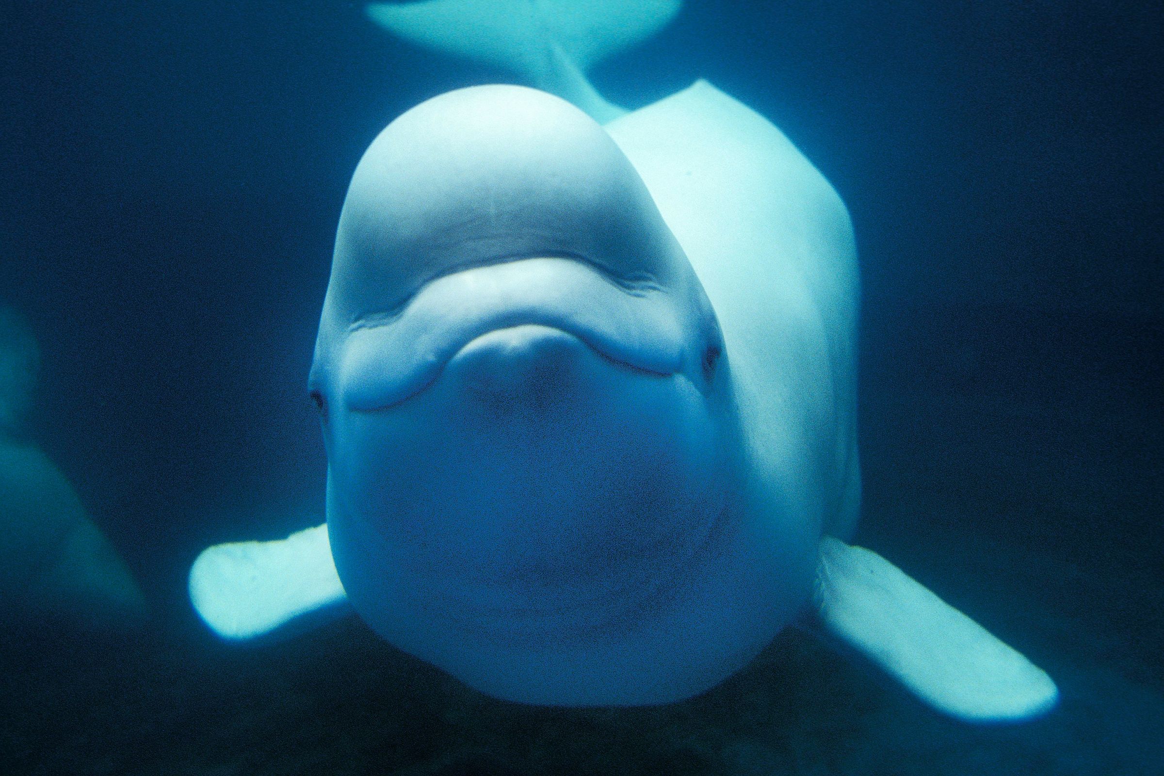 A white beluga whale looks directly at the camera underwater.