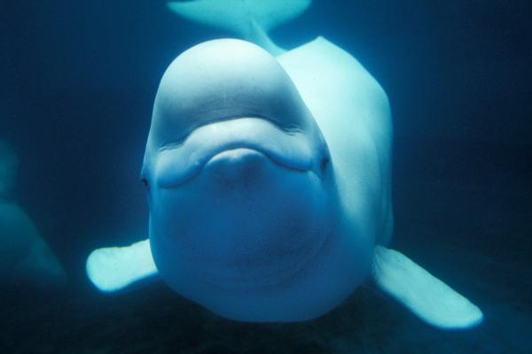 a beluga whale underwater looking at camera