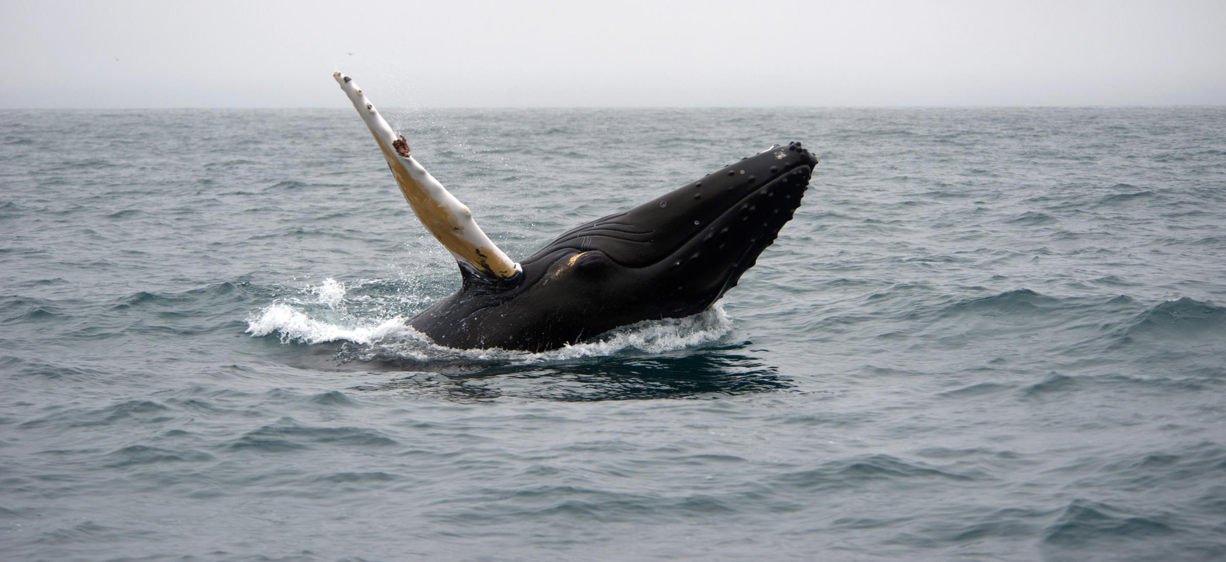 a humpback whale is breaching out of the ocean .
