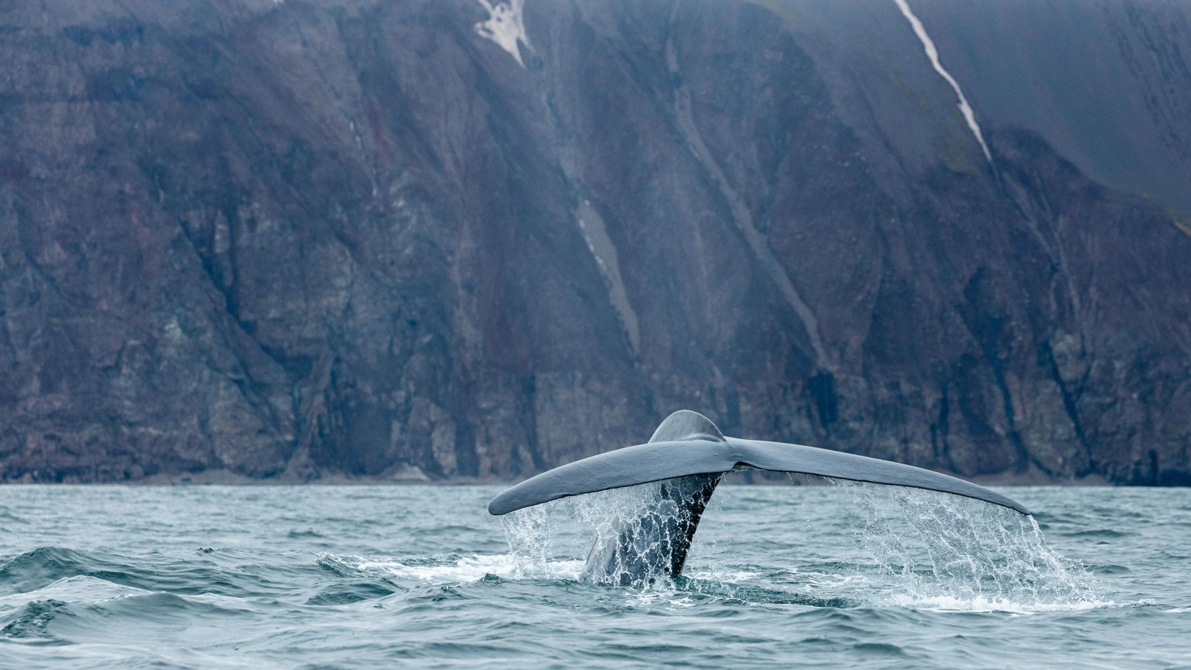 whale in iceland