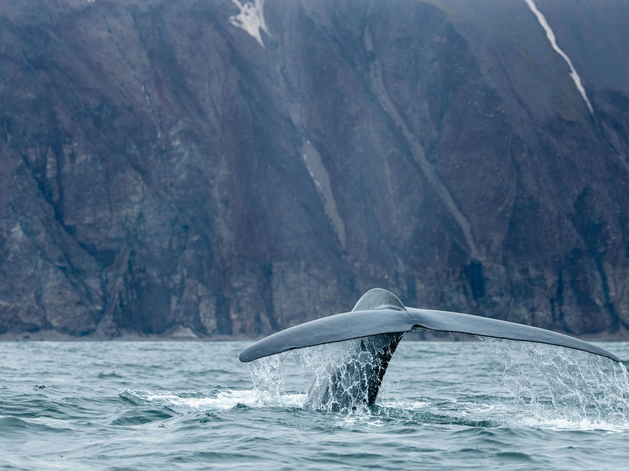 whale in iceland