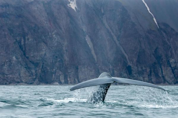 Blue whale, the biggest animal on the planet