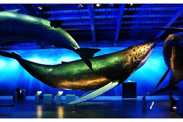 a group of whales are displayed in a museum .