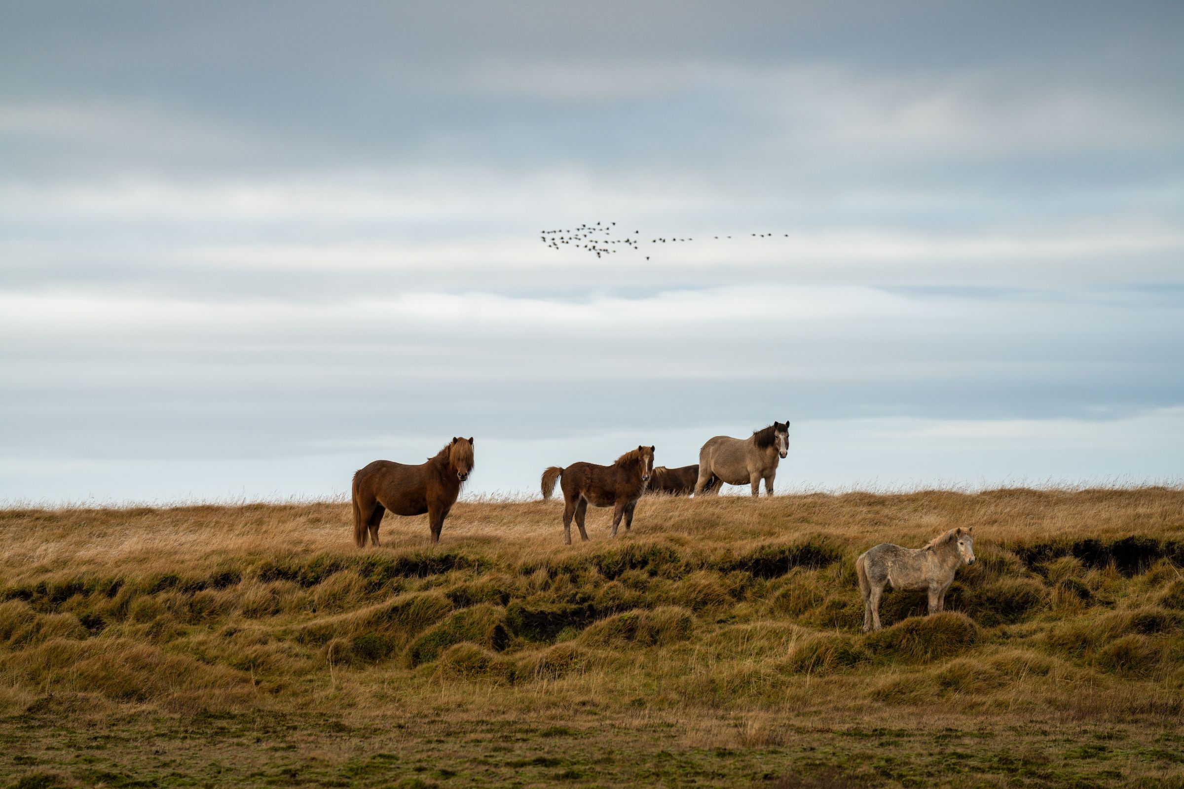 a herd of horses standing on top of a grassy hill at Westman Islands in Iceland.