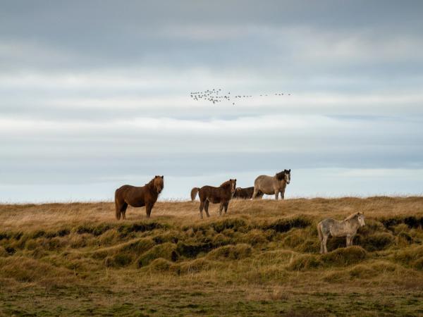 un troupeau de chevaux se tenant au sommet d'une colline herbeuse aux Îles Vestmann en Islande.