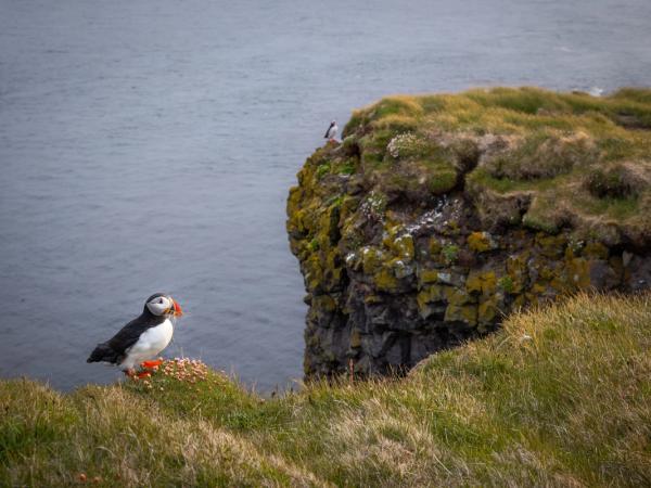 two puffins on the top of two cliffs
