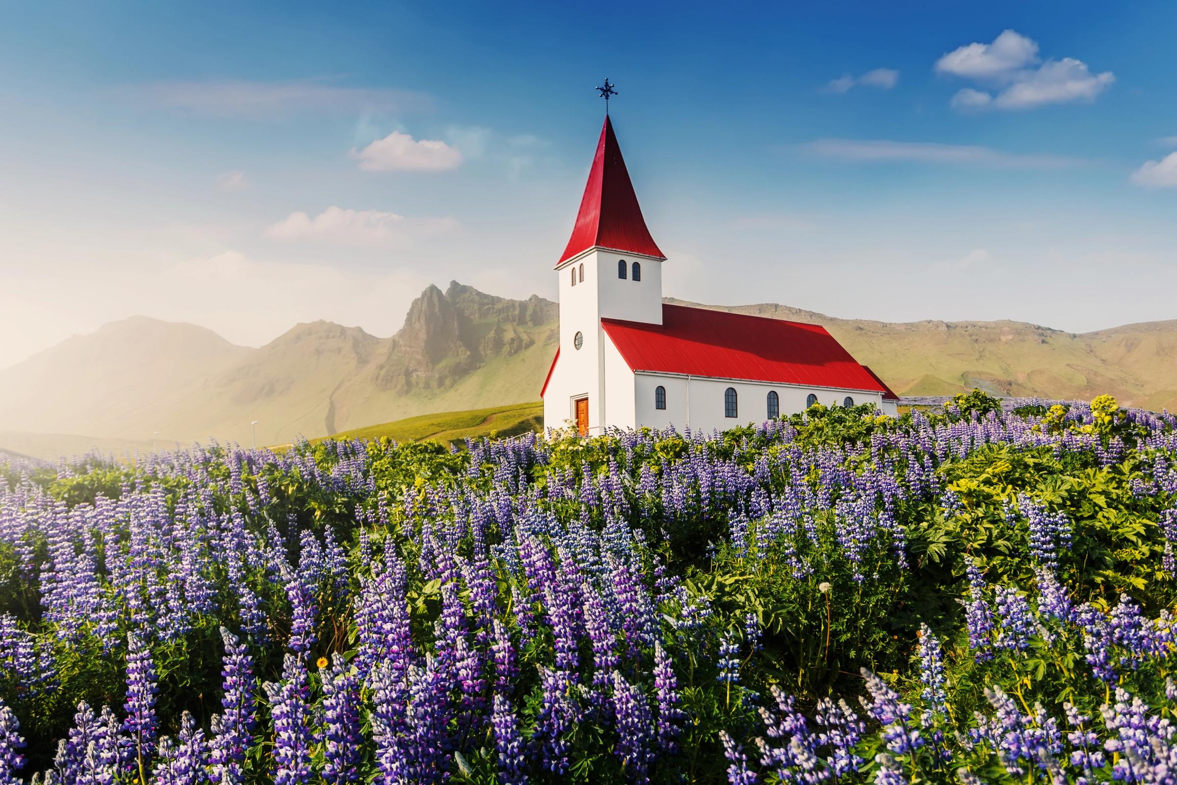 una iglesia blanca con tejado rojo en un campo de flores moradas
