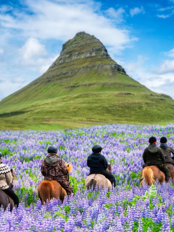a group of people are riding horses through a field of purple flowers at kirkjufell in iceland.