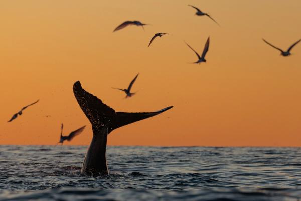 Whale encounter during Midnight Sun