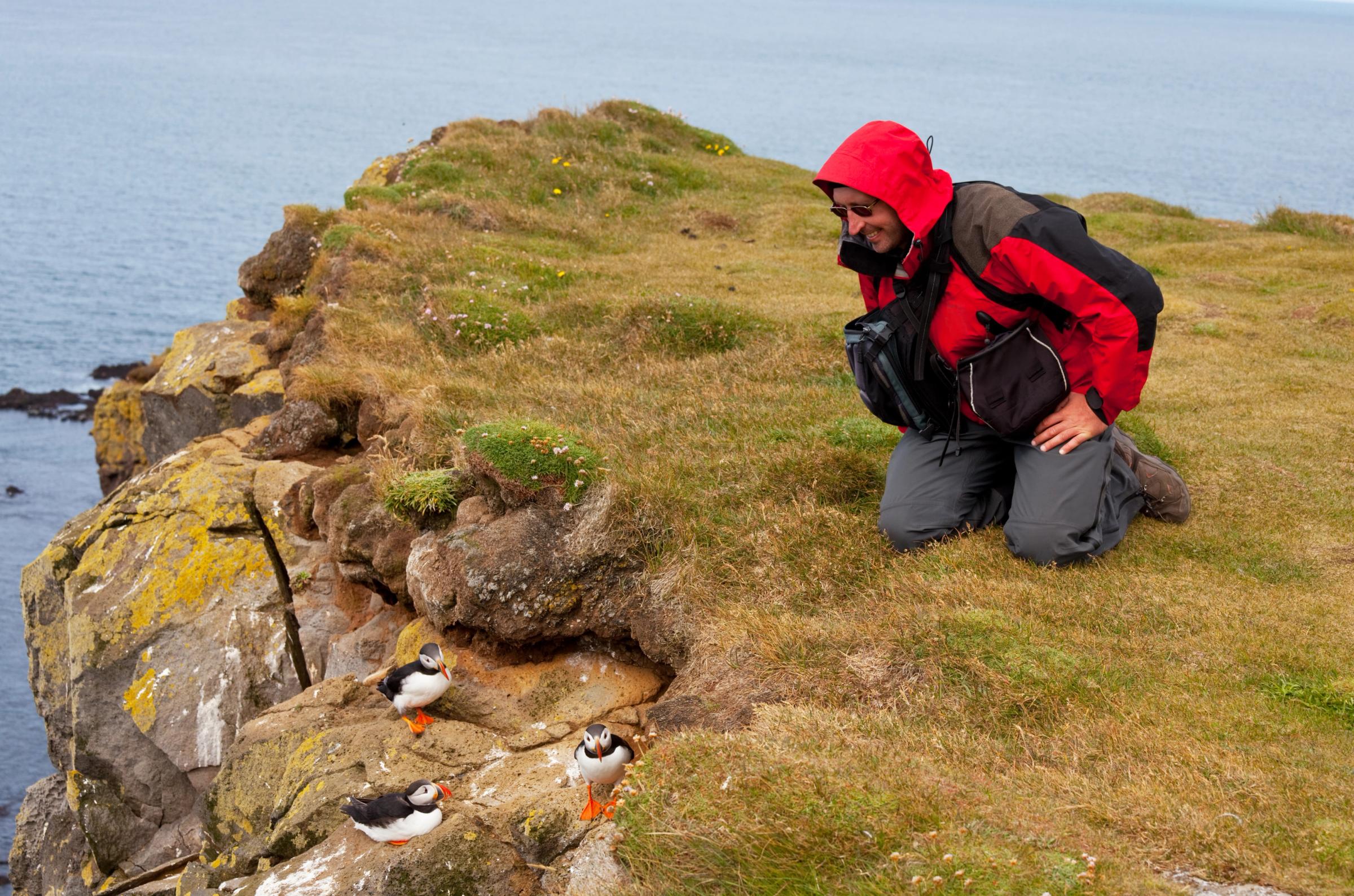A person in a red jacket kneels on a grassy cliff, observing three puffins on the rocks below.