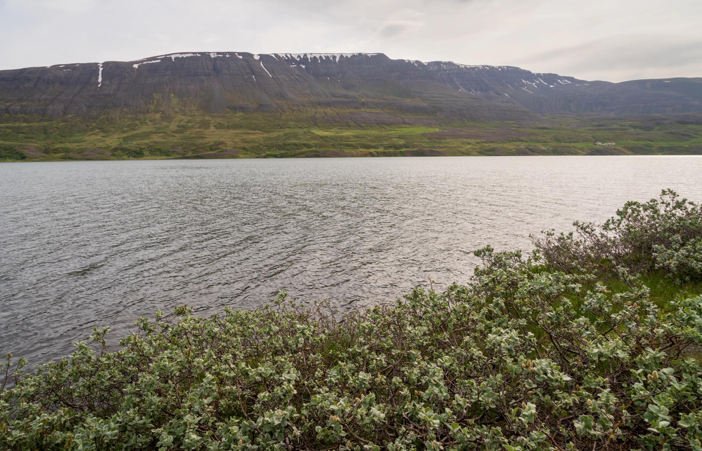 A lake with distant green mountains streaked with snow and dense, light-green shrubs in the foreground, under a cloudy sky.