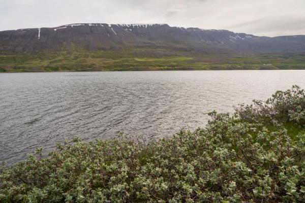 A lake with distant green mountains streaked with snow and dense, light-green shrubs in the foreground, under a cloudy sky.