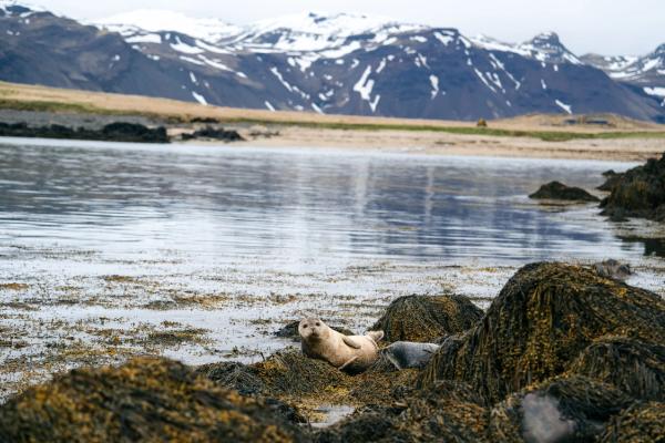 Seals in the Westfjords in Iceland