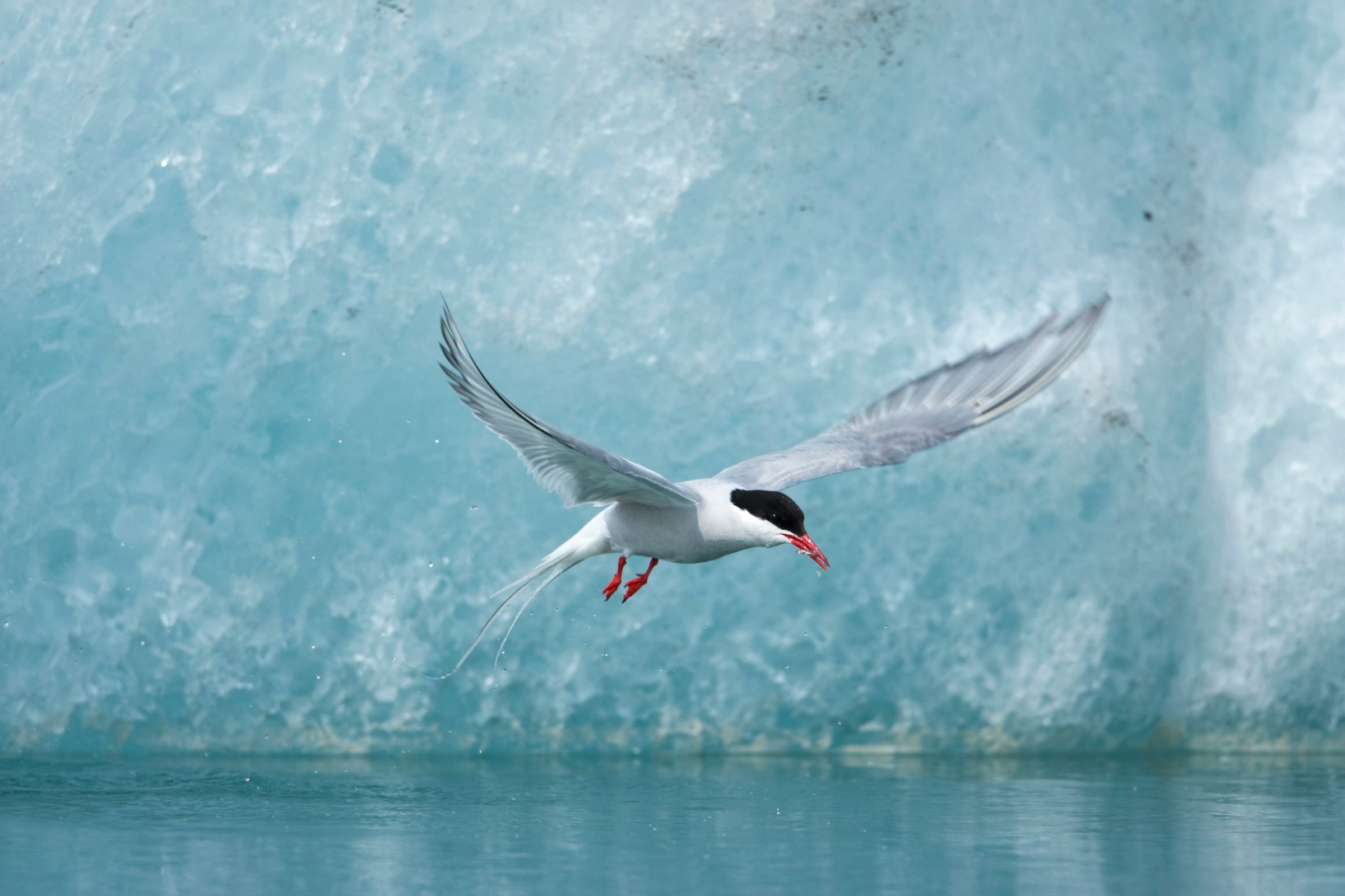An Arctic Tern flies past a blue iceberg over water.