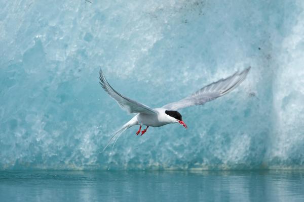 un charrán ártico está volando sobre un cuerpo de agua frente a un iceberg.