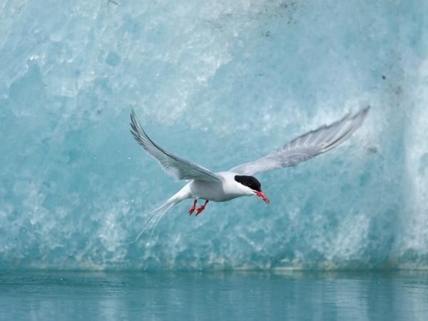 An Arctic Tern flies over calm water in front of a blue ice wall.