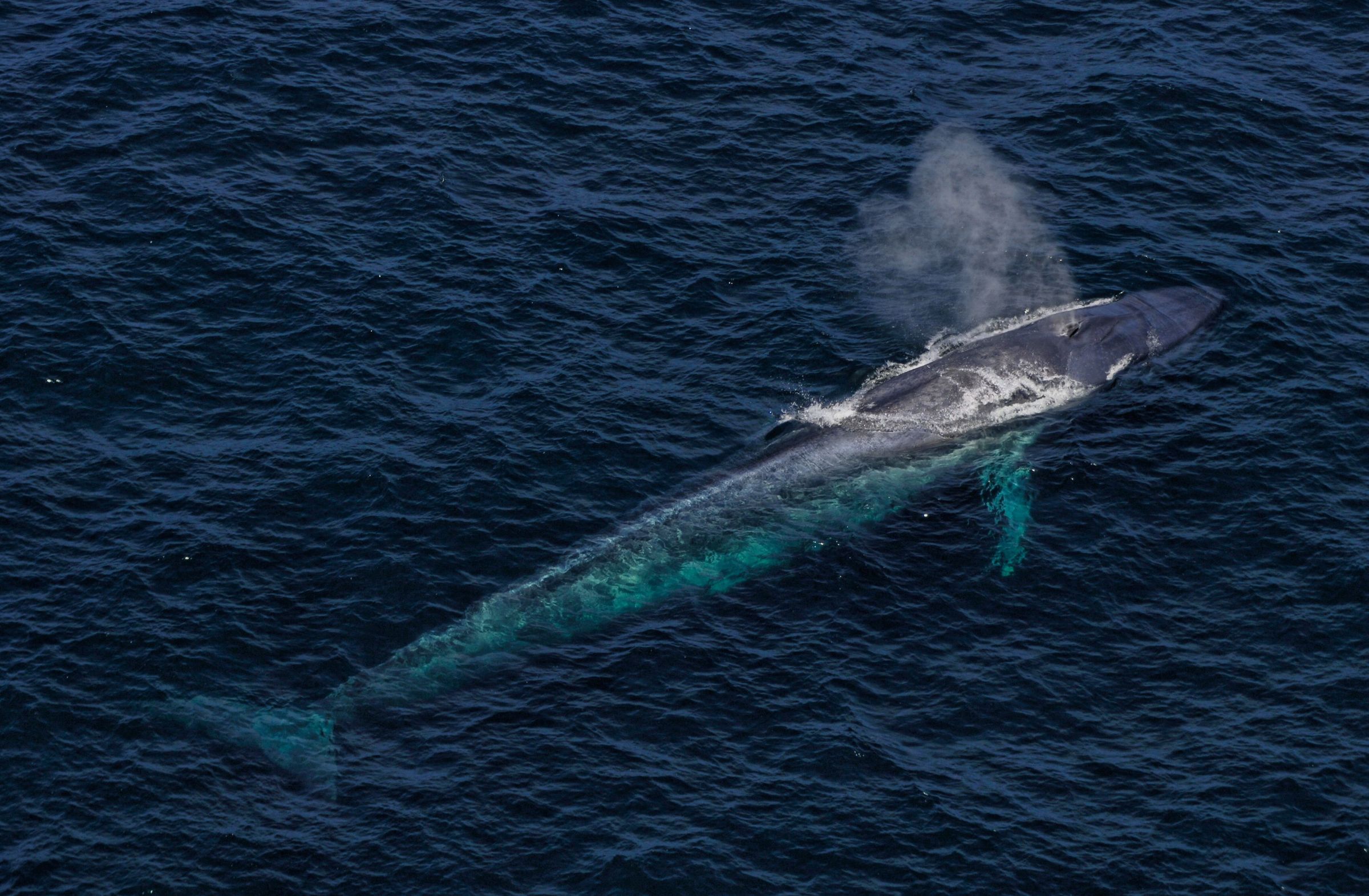 vista aérea de una ballena azul en la superficie del mar