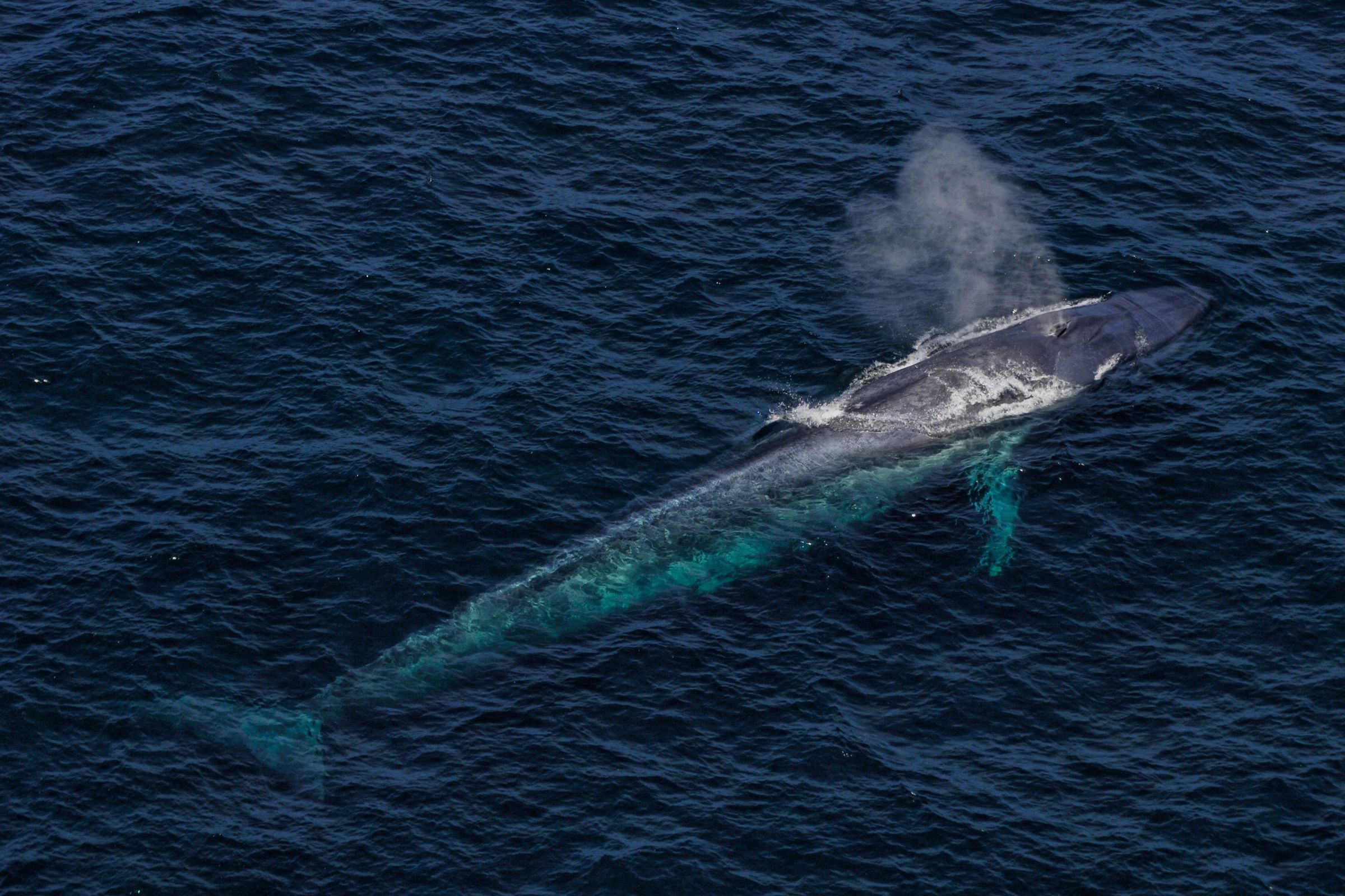 vista aérea de una ballena azul en la superficie del mar